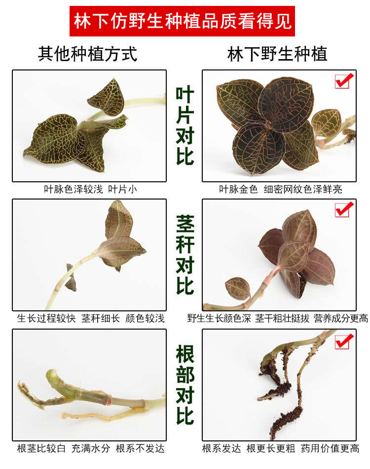 <a href=http://www.feczz.cn/ target='_blank'>金線蓮</a>林下種植 <a href=http://www.feczz.cn/ target='_blank'>金線蓮</a>林下種植