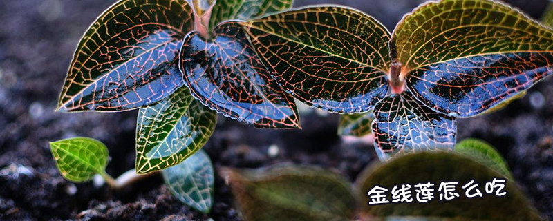 <a href=http://www.feczz.cn/ target='_blank'>金線蓮</a>怎么吃