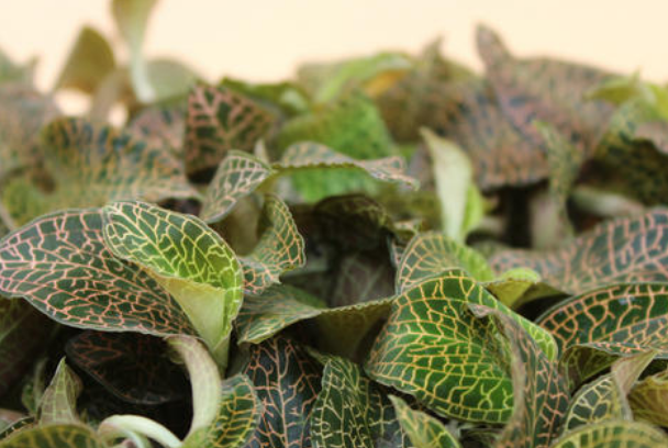 <a href=http://www.feczz.cn/ target='_blank'>金線蓮</a>可以當(dāng)之無愧地稱為“珍品”，很多人的煲湯首選