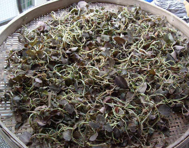 金線蓮可以當(dāng)之無愧地稱為“珍品”，很多人的煲湯首選