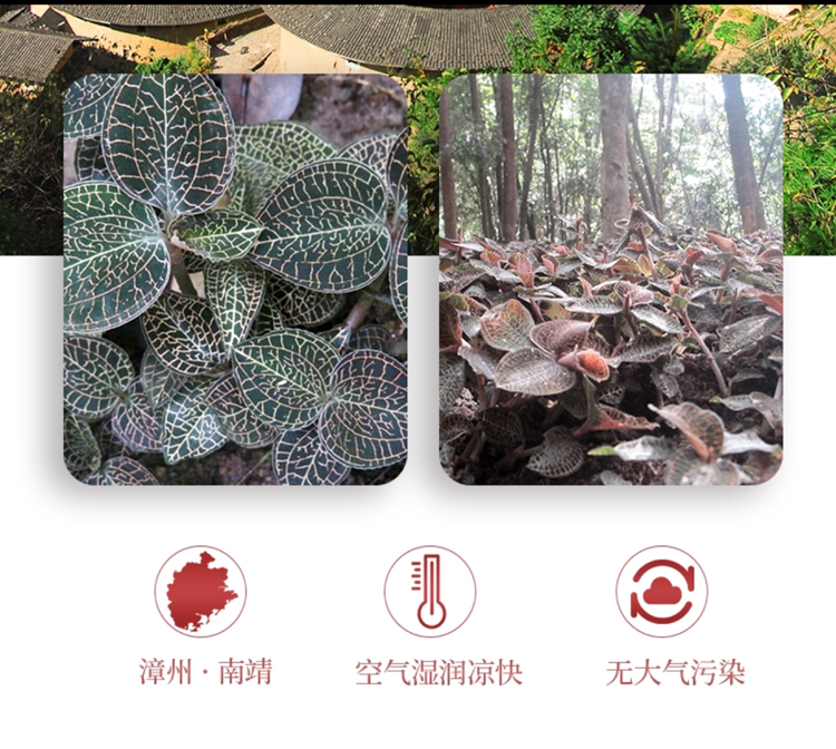 <a href=http://www.feczz.cn/ target='_blank'>金線蓮</a>干品 50克10管 禮盒裝